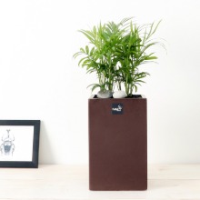 키우기쉬운 실내공기정화식물 거실화초 반려식물 플랜테리어 식물인테리어 중소형 테이블야자